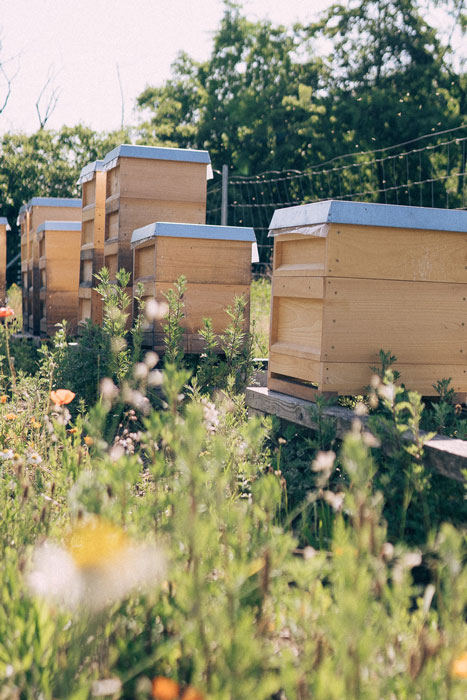 Bienenkästen auf einem WirGarten Betriebsgelände